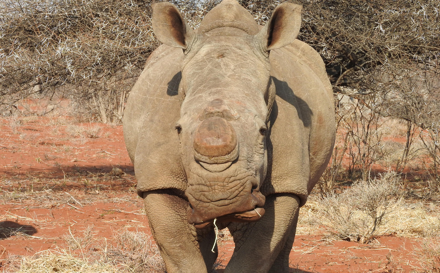 /Rhino